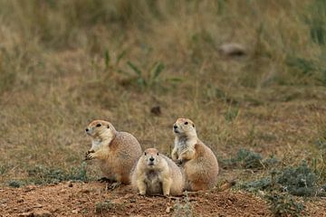 Chiens de prairie - Parc national Wind Cave sur Get Framed Photography