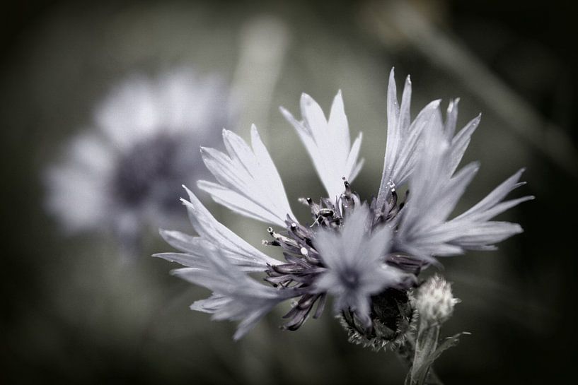 In the wild 2 by de buurtfotograaf Leontien