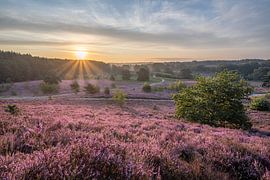 Zonsopkomst op de bloeiende heide