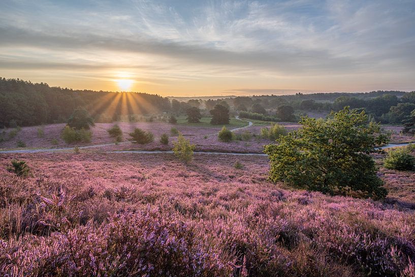 Zonsopkomst op de bloeiende heide van John van de Gazelle fotografie