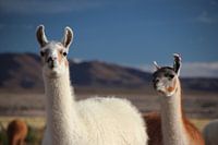 Llamas on the Altiplano in Bolivia against blue sky