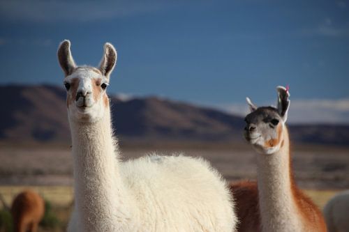 Lamas auf dem Altiplano in Bolivien vor blauem Himmel von A. Hendriks