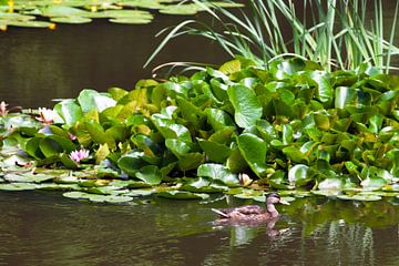 Duck pond with water lilies (2) by t.ART