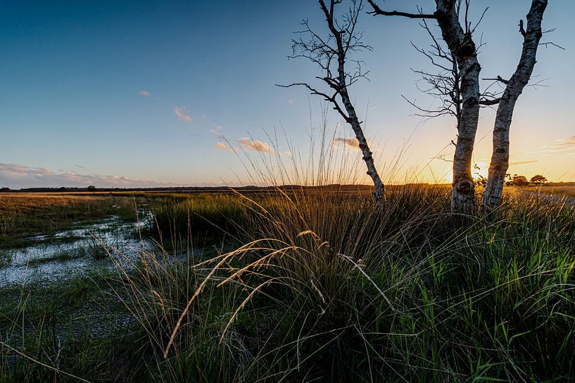 Setting sun by a fen on the Doldersummerveld by Paul Veen