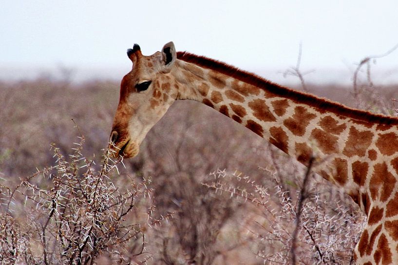 etende giraffe van Henk Langerak