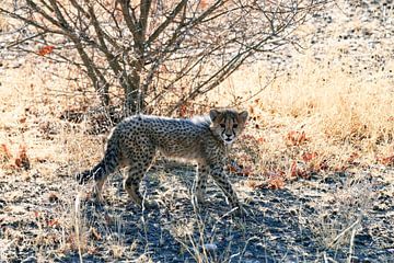 Cheetah (Jachtluipaard) in Nambië van Merijn Loch