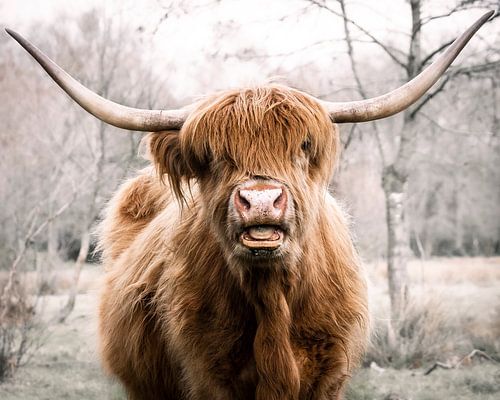 Schottischer Hochlandbewohner