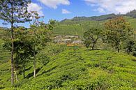 Teefelder in Sri Lanka von Antwan Janssen Miniaturansicht