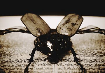 Savvy Beetle 2 van Nick Rosseel