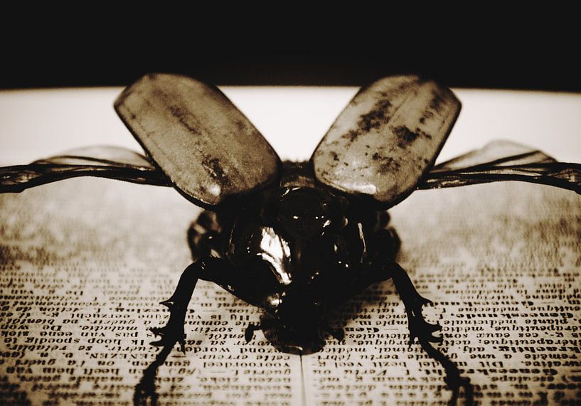 Savvy Beetle 2 par Nick Rosseel