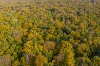 Ein niederländischer Wald in Herbstfarben von oben gesehen von Menno Schaefer Miniaturansicht