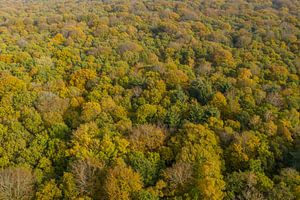 Ein niederländischer Wald in Herbstfarben von oben gesehen