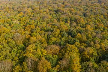 Een Nederlands bos in herfstkleuren van bovenaf gezien