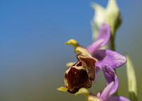 Hommelorchis