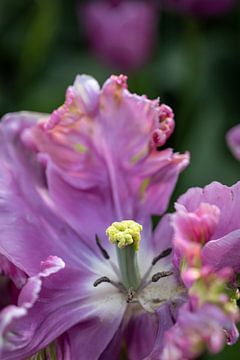 Gekartelde tulp vol in bloei. van Renate Pit - du Pont