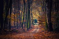 Wanderweg zwischen den attraktiv gefärbten Herbstbäumen von Fotografiecor .nl Miniaturansicht
