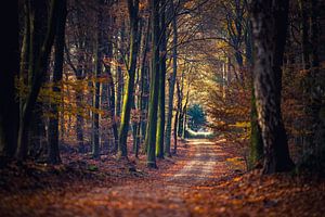 Wandelpad tussen de sfeervol  gekleurde herfstbomen van Fotografiecor .nl