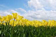 Gelbes Tulpenfeld von Leuntje 's shop Miniaturansicht