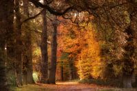 Dutch forest