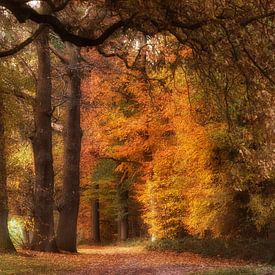 Holländischer Wald von Tom Kraaijenbrink