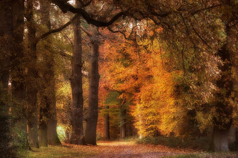 Dutch forest by Tom Kraaijenbrink