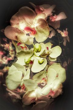 The orchid by karin Starmans