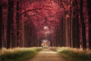 Dreamland