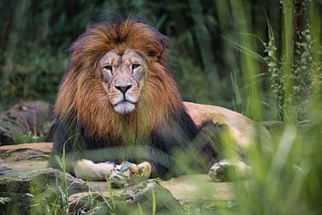 Lion King van Joel Layaa-Laulhé