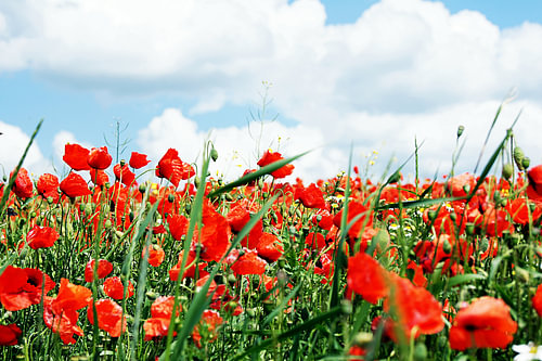 Papaverveld in de zomer – rode papavers onder een blauwe hemel