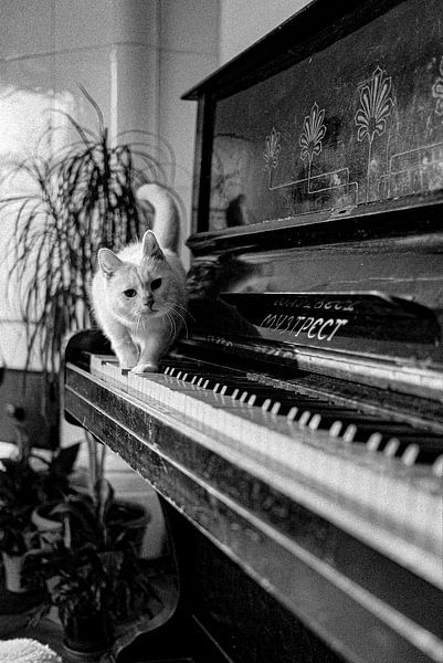 The Piano Cat by Truckpowerr