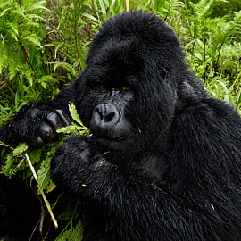 Beggorilla in Uganda
