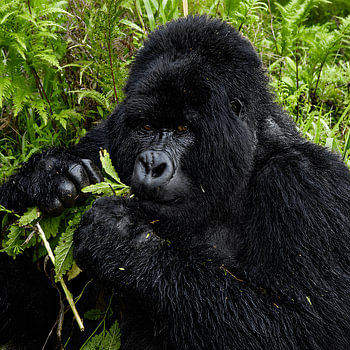 Beggorilla in Uganda