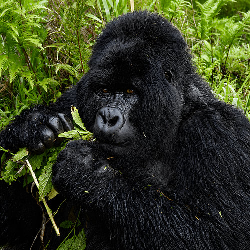 Beggorilla in Uganda