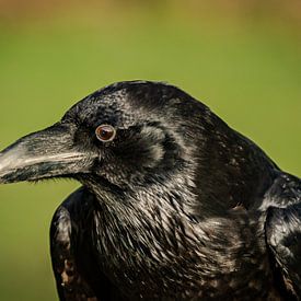 Raven by Arie Jan van Termeij