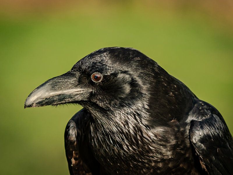 Raven by Arie Jan van Termeij