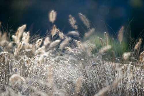 Rijp op heide in winter