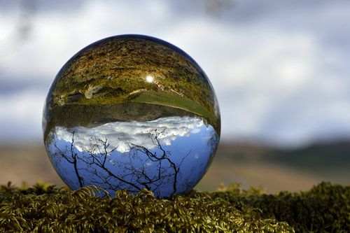 Branches reaching the sky