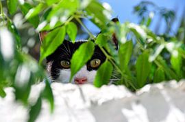 Katze 12 von Miroslav Ptacek