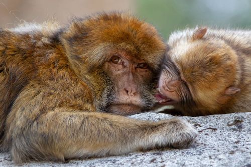 Berberapen knuffelen en stoeien samen