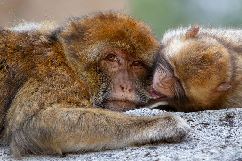 Berberapen knuffelen en stoeien samen by Arnold van der Horst