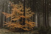 Herfstboom in dennenbos