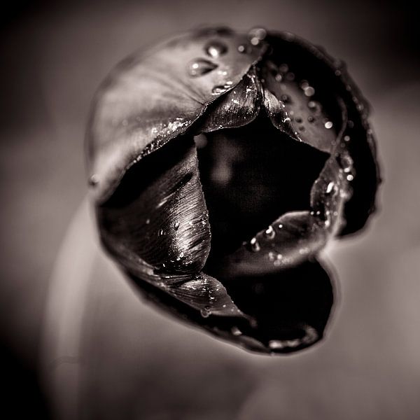 Tulipe noire par Paul Kampman