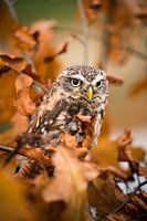 Little owl on autumn branch