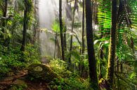 El Yunque Naturpark Puerto Rico von Dennis van de Water Miniaturansicht