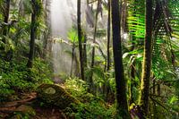 El Yunque jungle