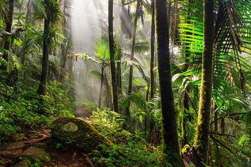 El Yunque jungle by Dennis van de Water