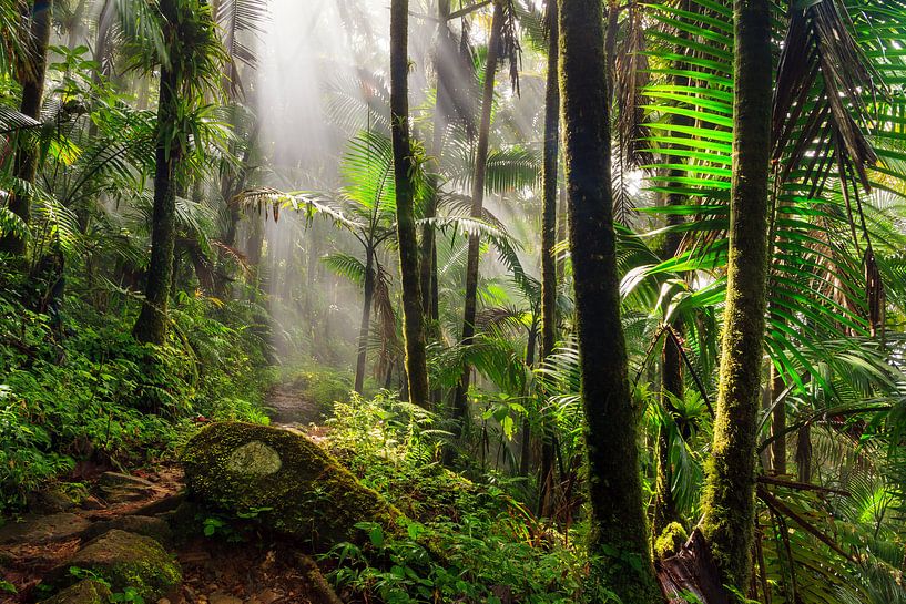 El Yunque jungle van Dennis van de Water