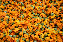 Vers geoogste calendulabloemen