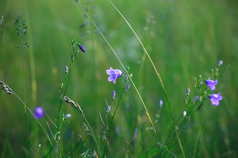 Forest Meadow by Thomas Jäger