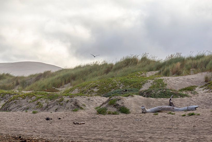 Sanfter Morgen - Morro Bay von Joseph S Giacalone Photography